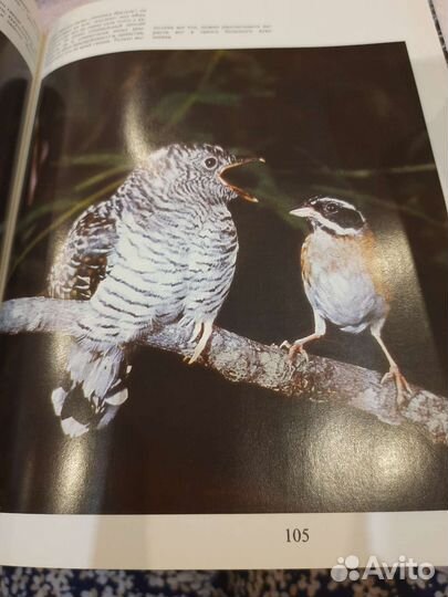 Птицы уссурийской тайги