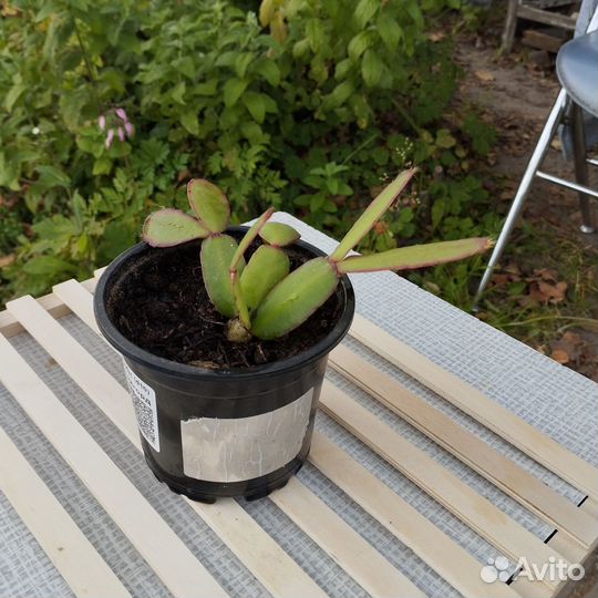 Рипсалидопсис