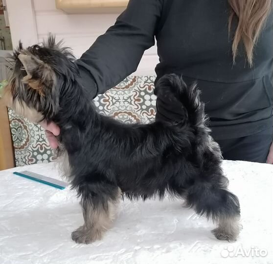 Мальчик и девочка йорка