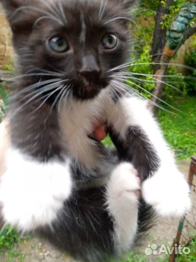 Отдам котят бесплатно в добрые руки