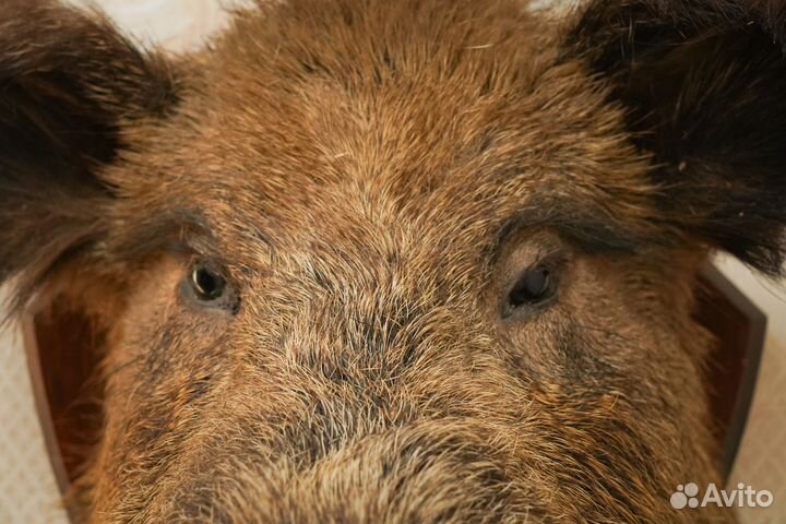 Голова кабана