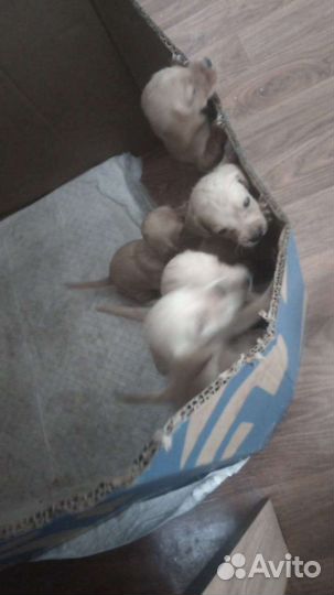 Щенки от спаниэля