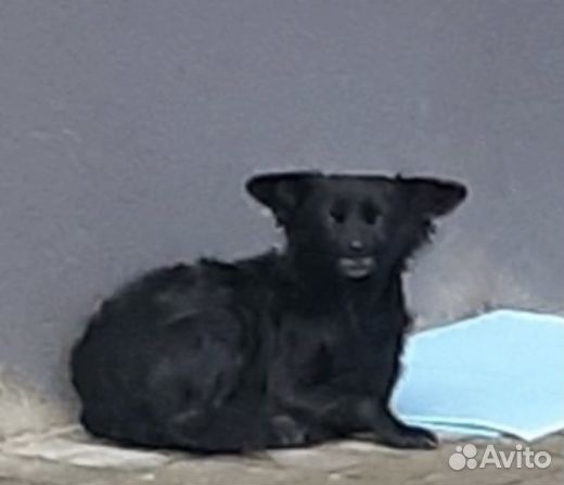 Найдена собака