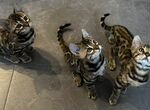 Клубные бенгальские котята