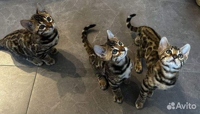 Клубные бенгальские котята объявление продам