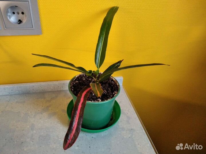 Кодиеум пестр.Victoria Golden Bell 