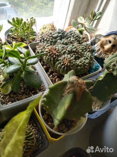 Кактус вариегатный