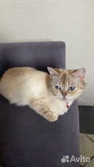 Британская кошечка в добрые руки