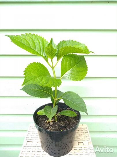 Гортензия широколистная, монарда