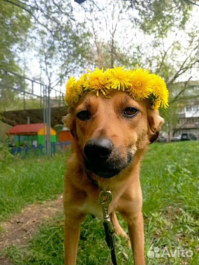 Ветеринарные услуги, передержка животных