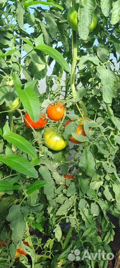 Помидоры из деревни