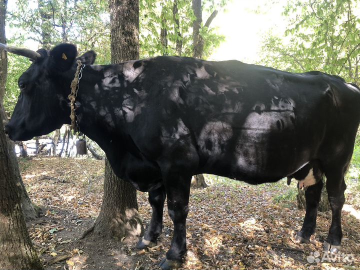 Корова. Ст. Северская
