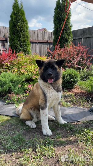 Щенки американской акиты