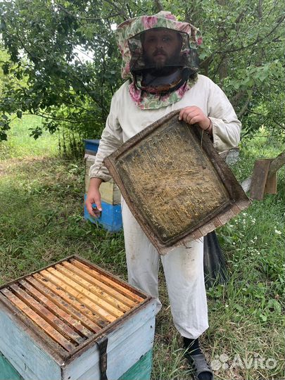 Мед в сотах 2024