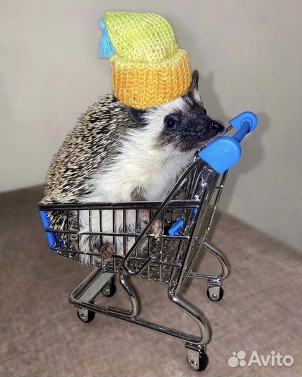 Аксессуары для африканского ежа