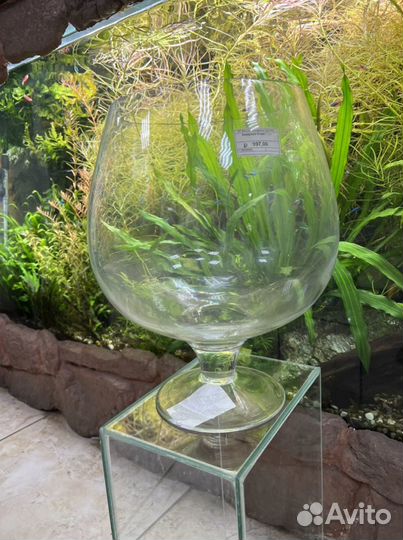 Аквариум бокал, круглые аквариумы