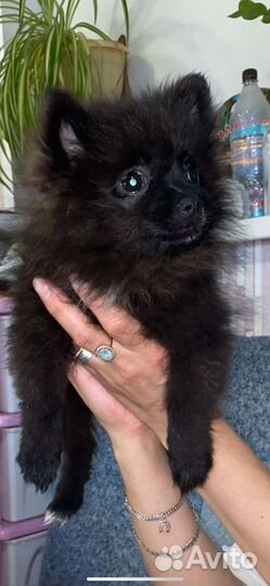 Щенок шпица