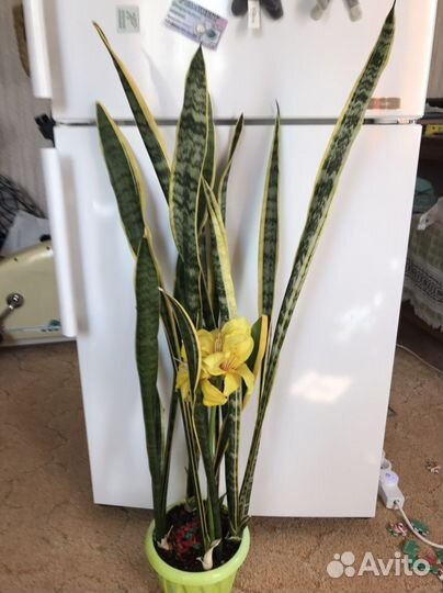 Сансевиерия с жёлтой окантовкой