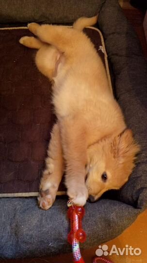 Щенок ищет семью