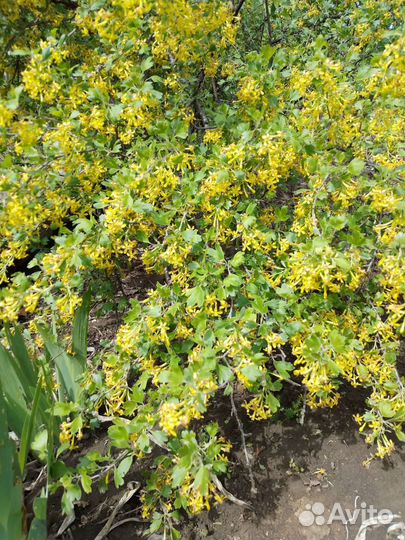 Цветущая трова