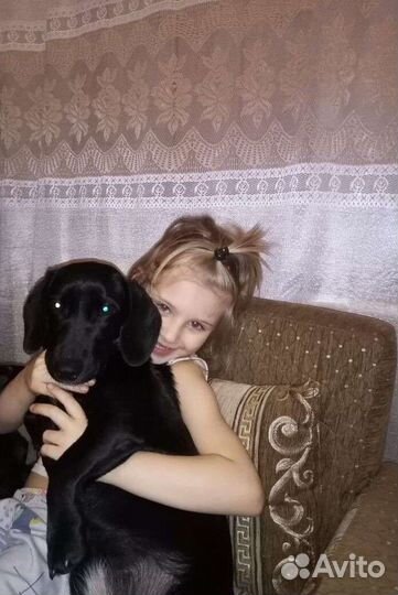 Собака в добрые руки отдам бесплатно