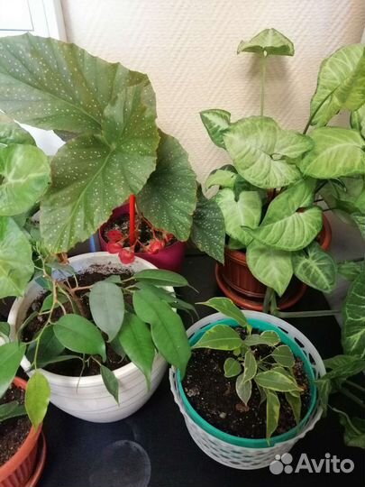 Комнатные растения одним лотом 12 штук