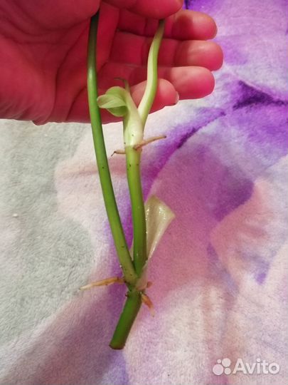 Филодендрон Минарум вариегатный