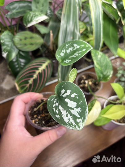 Сциндапсус пиктус эпипремнум