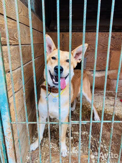 Потеряшка в приюте ищет дом