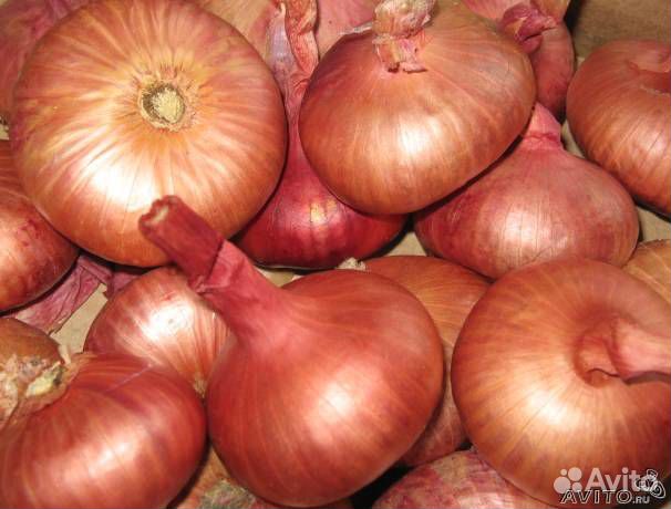 Крупный семейный лук на посадку - почтой