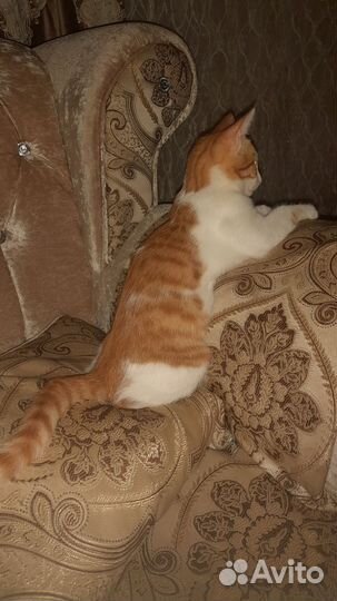 Котёнок 4 месяца