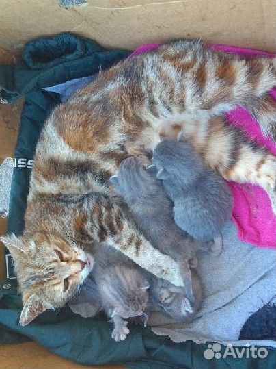 Отдам котят в добрые руки