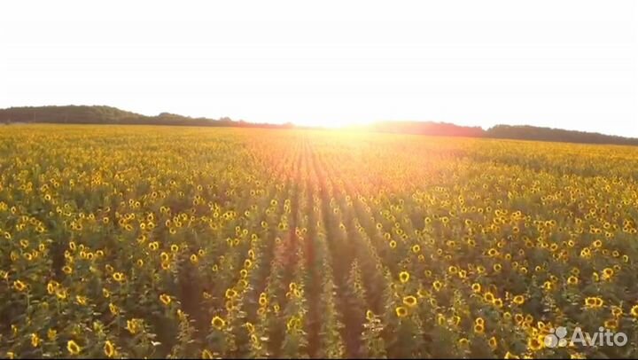 Переработка подсолнечника