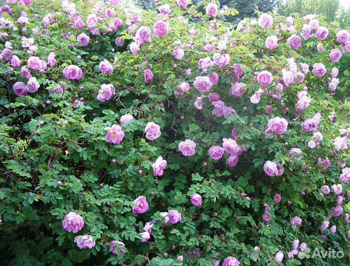 Садовые растения