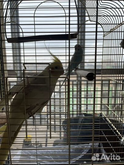 Попугай корелла с клеткой