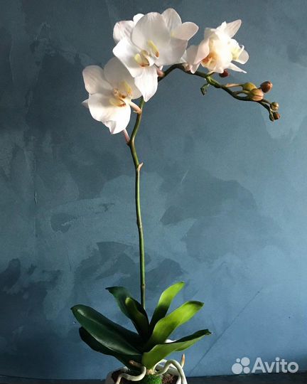 Орхидея фаленопсис
