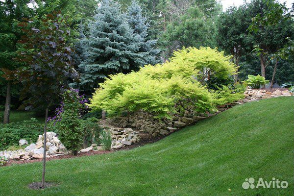 Сумах оленерогий