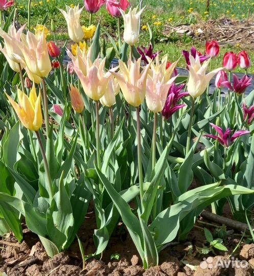 Тюльпаны луковицы 5 сортов