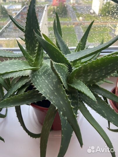 Алоэ лечебный