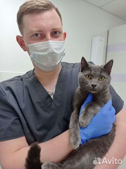 Ветеринарный врач