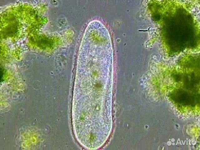 Живые корма,передержка, растения