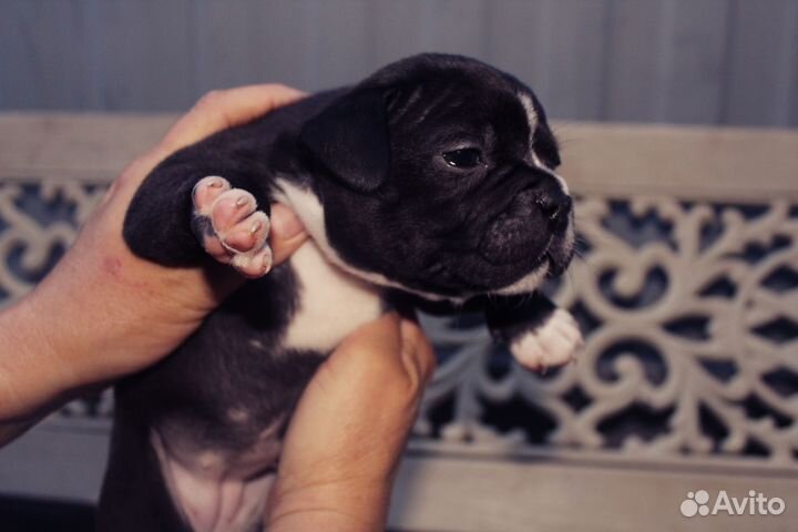 Американский булли покет