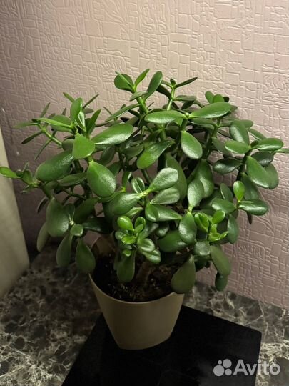 Денежное дерево толстянка крассула