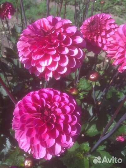 Георгины клубни