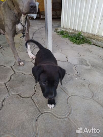 Отдам в добрые руки. Мама стафф, папа лабрадор