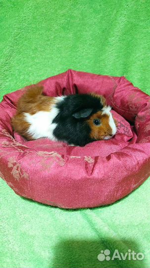 Морсвинки. лежанки, мешочки, гамаки