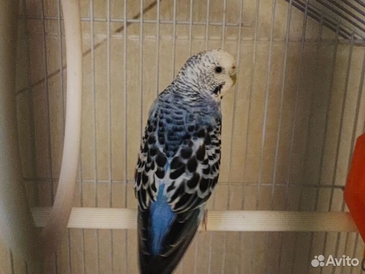 Волнистый попугай