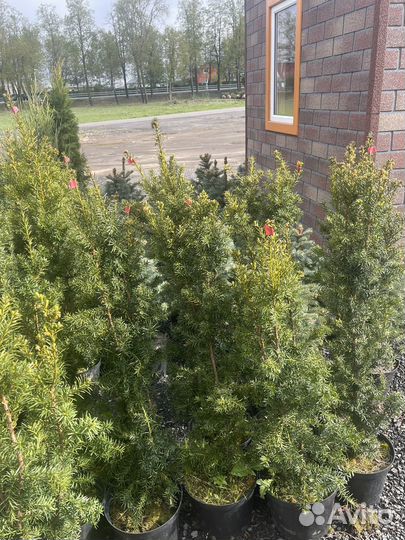 Саженцы. Ель голубая, Тис, Можжевельник