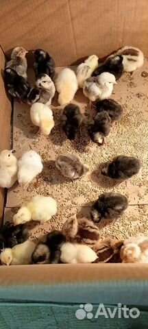 Суточные цыплята мясо -яичных пород