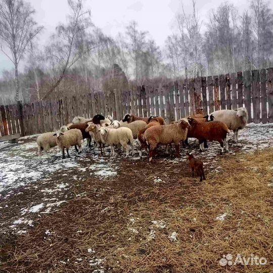 Продам овец